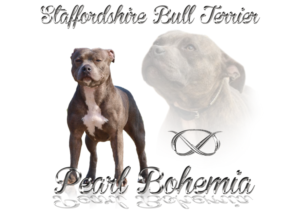 Staffordshire bull terrier kennel Pearl Bohemia