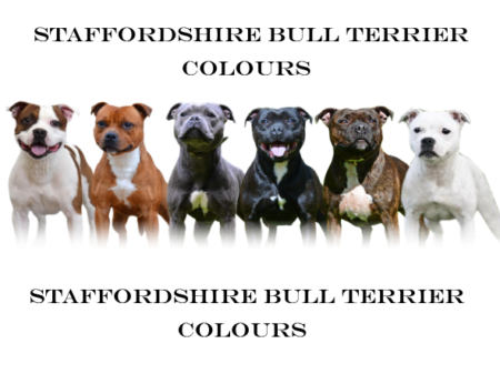 Staffordshire Bull Terrier colours
